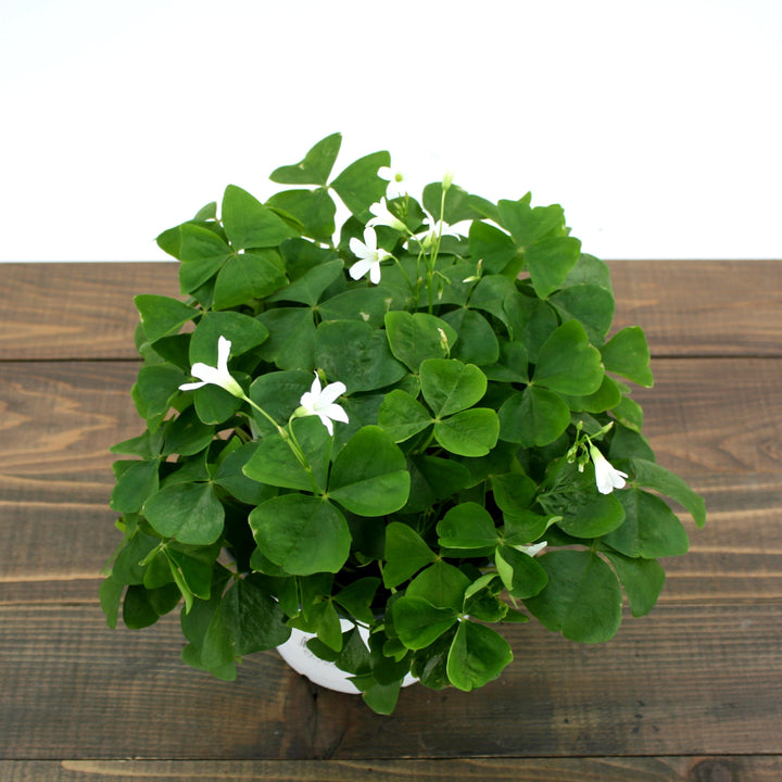 Oxalis regnellii Green Shamrock, 6 Inch Houseplants