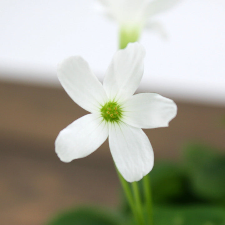 Oxalis regnellii Green Shamrock, 6 Inch Houseplants