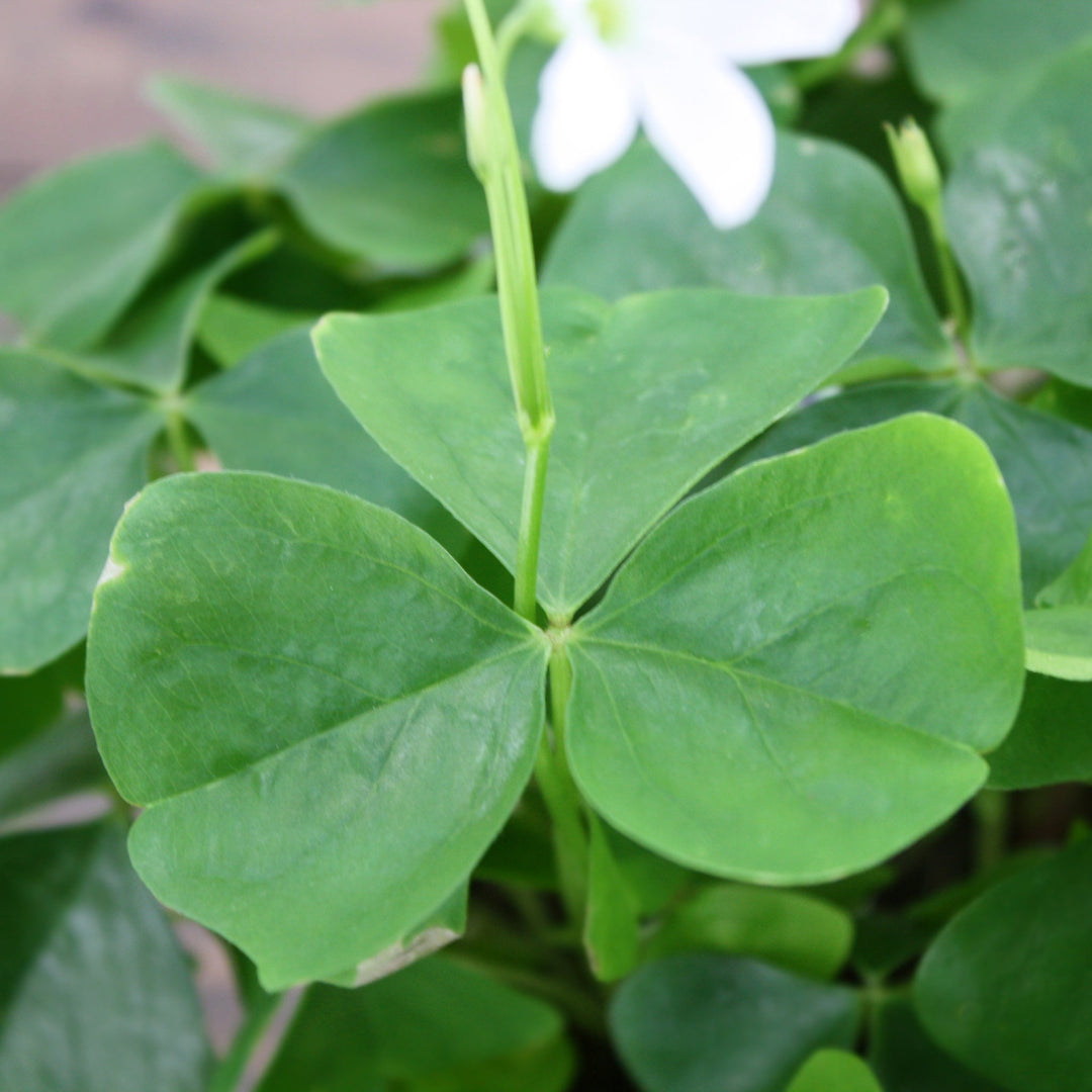 Oxalis regnellii Green Shamrock, 2 Inch Houseplants