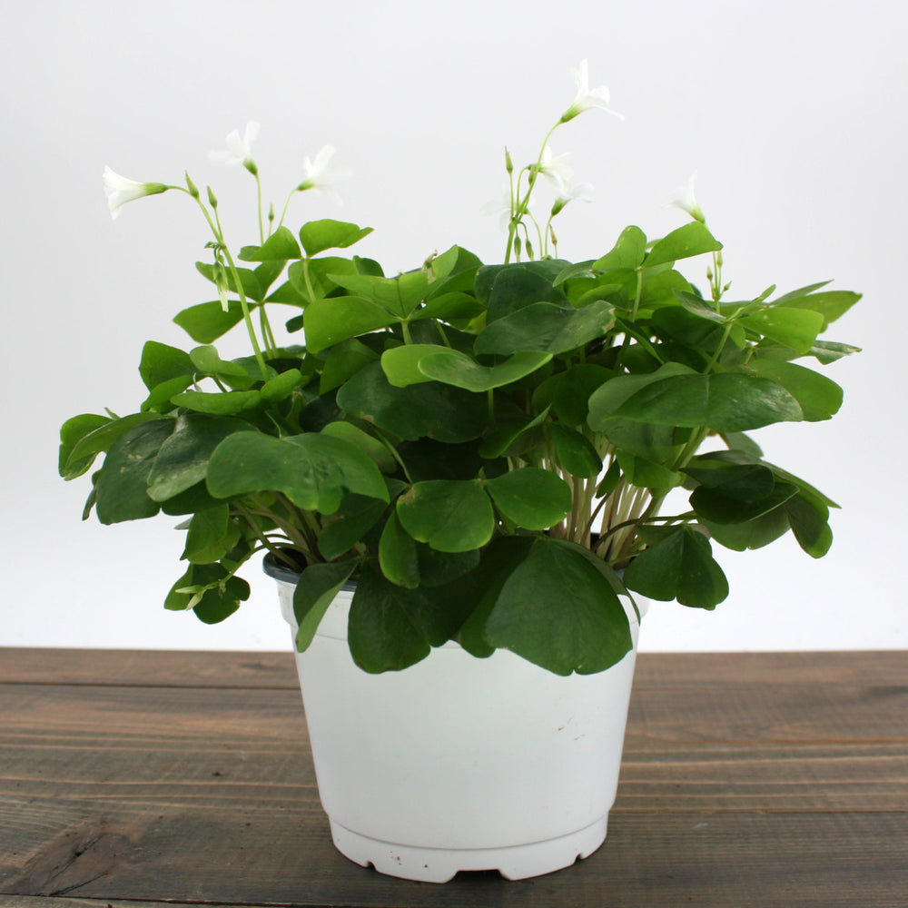 Oxalis regnellii Green Shamrock, 4 Inch Houseplants
