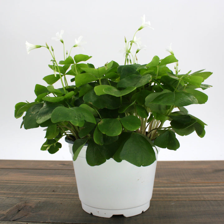 Oxalis regnellii Green Shamrock, 4 Inch Houseplants