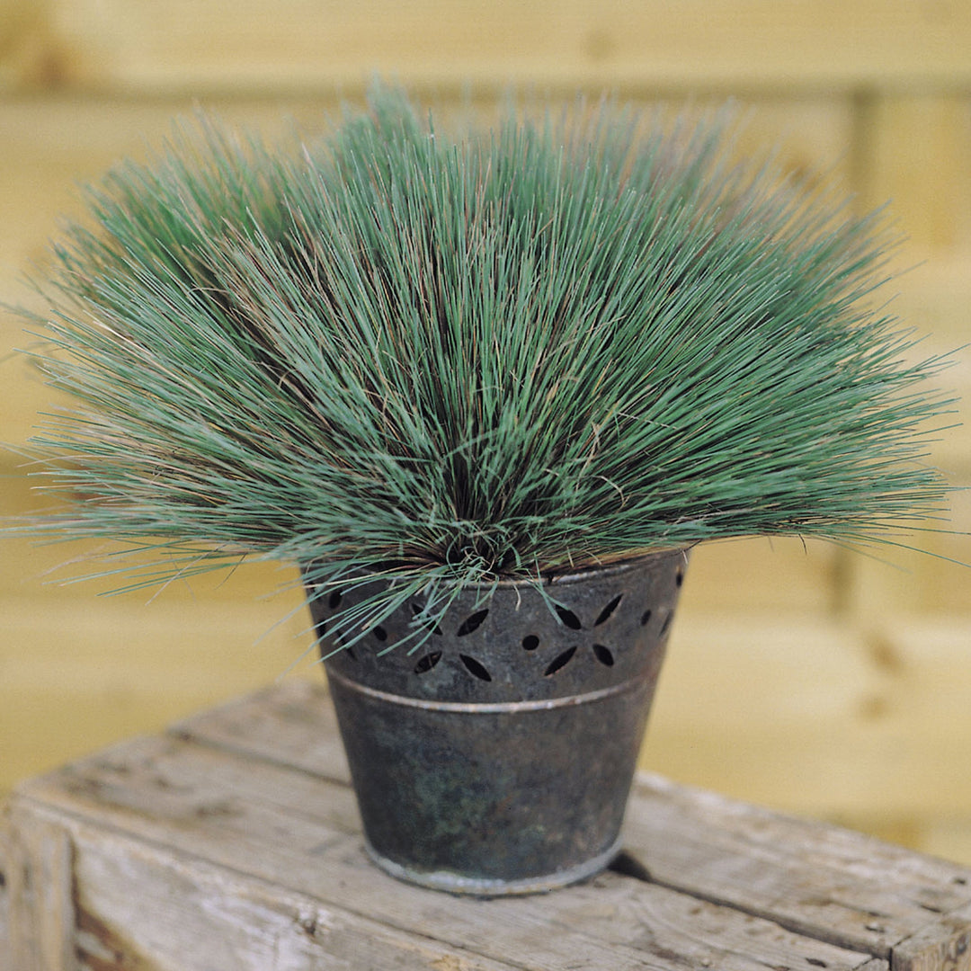 Corydalis x 'Spiky Blue' Corydalis, 1 Gallon Perennials