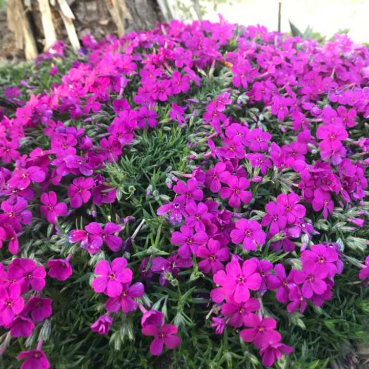 Phlox subulata 'Rocky Road Magenta' PP31485 Creeping Phlox, 1 Gallon Perennials
