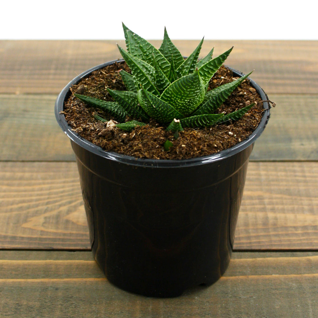 Hawporthiopsis limifolia Fairy Washboard, 4 Inch Houseplants