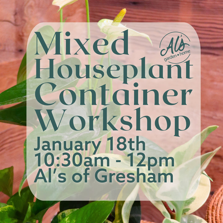 Mixed Houseplant Container Workshop: Gresham