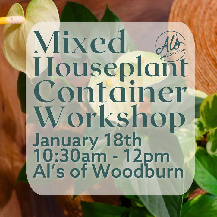 Mixed Houseplant Container Workshop: Woodburn