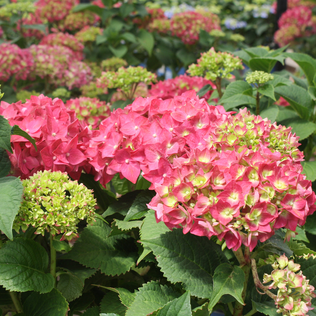 Al's Garden & Home 'Endless Summer Summer Crush' Mophead Hydrangea (Hydrangea macrophylla), 2 Gallon shrub