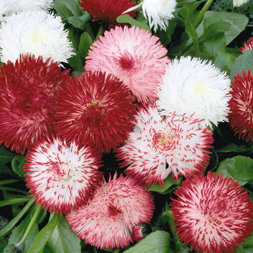 Bellis perennis 'Habanero' English Daisy, 1 Gallon Perennials