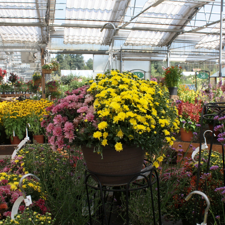 Al's Garden & Home 'Mix' Mums (Chrysanthemum), 10 Inch Hanging Basket annual