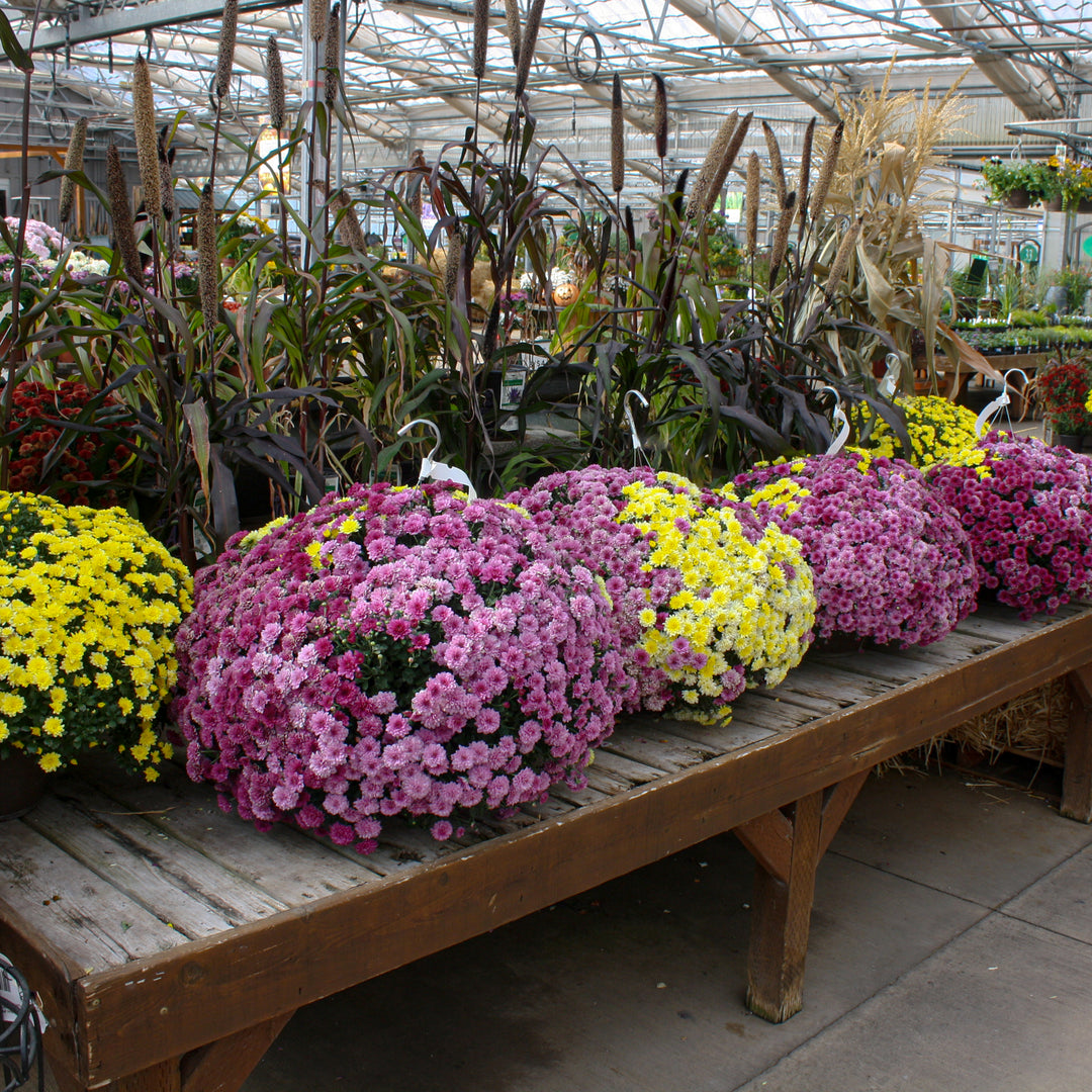 Al's Garden & Home 'Mix' Mums (Chrysanthemum), 10 Inch Hanging Basket annual