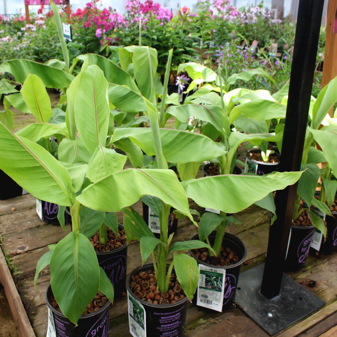 Musa basjoo Japanese Fiber Banana, 1 Gallon Perennials