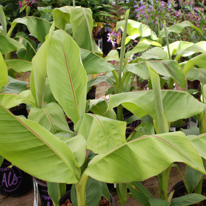 Hardy Banana - 2 Gallon