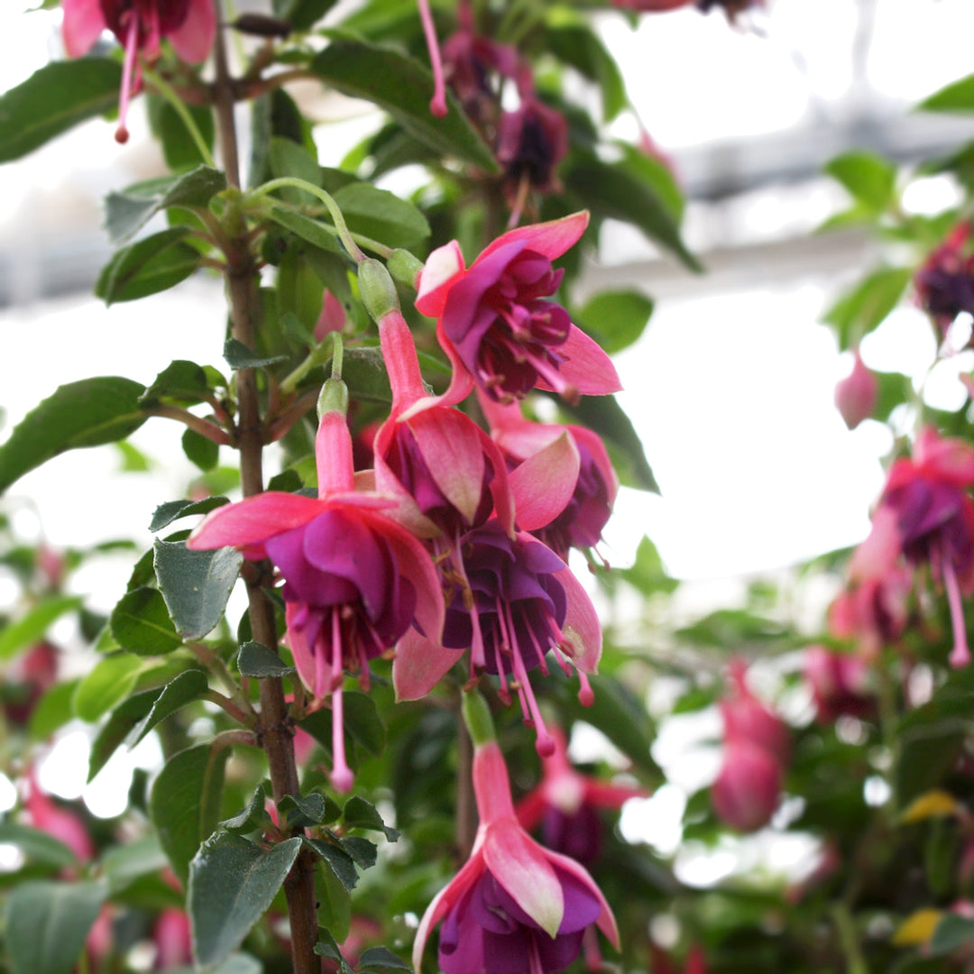 Fuchsia magellanica 'Peter Pan' Hardy Fuchsia, 1 Gallon Perennials
