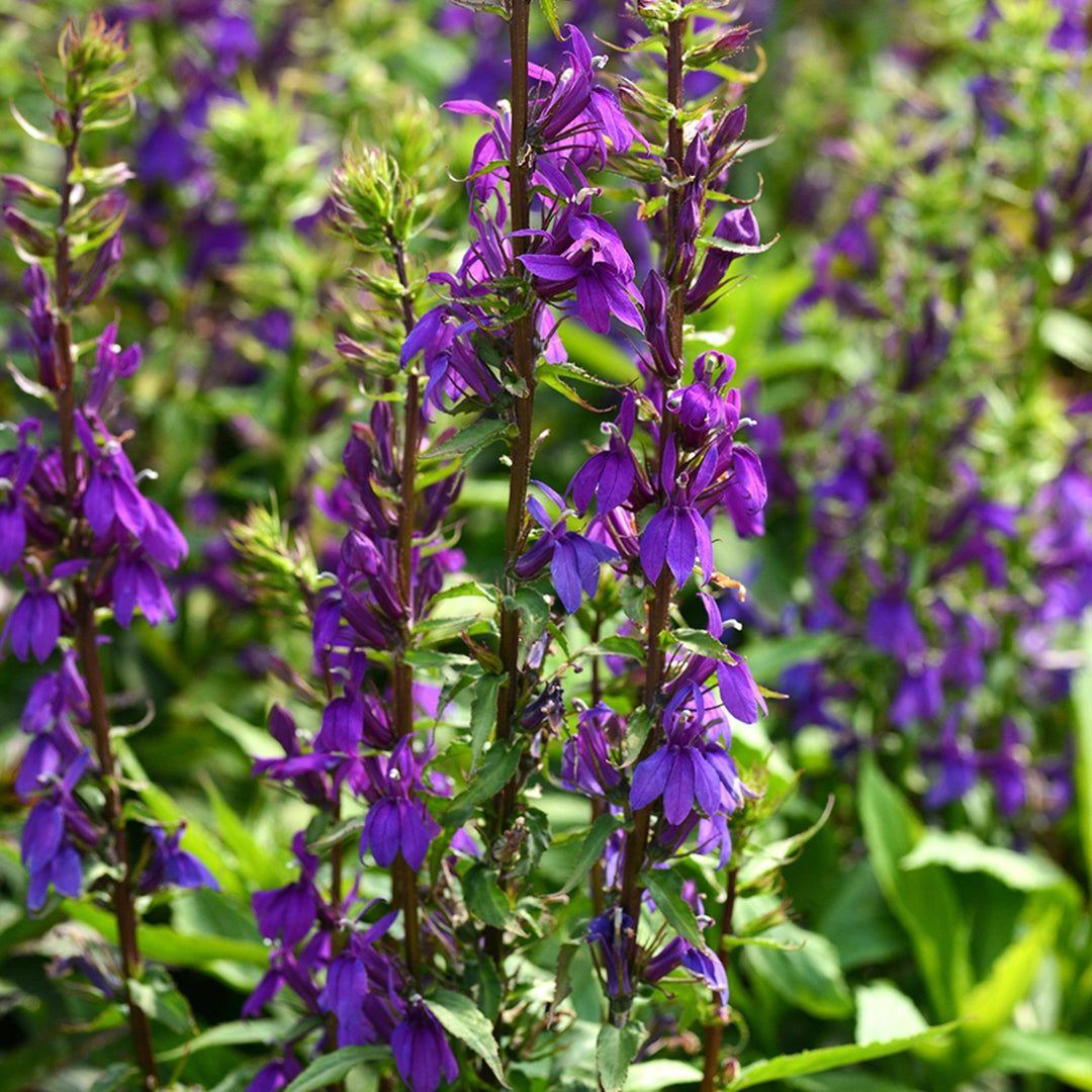 Lobelia speciosa 'Starship Blue' Cardinal Flower, 1 Gallon Perennials