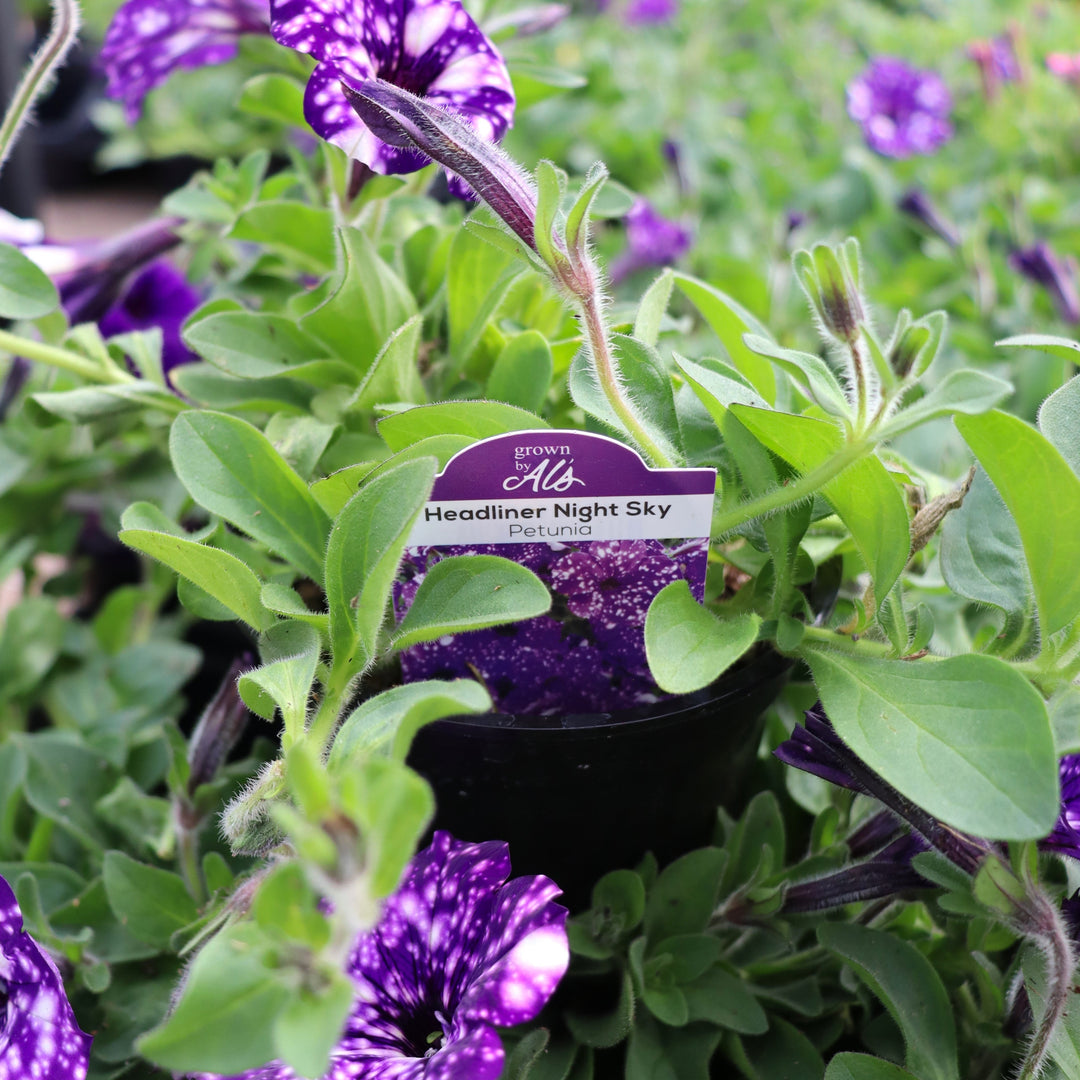 Petunia x 'KLEPH15313' PP27237 Headliner™ Night Sky® Premium Petunia, Annual