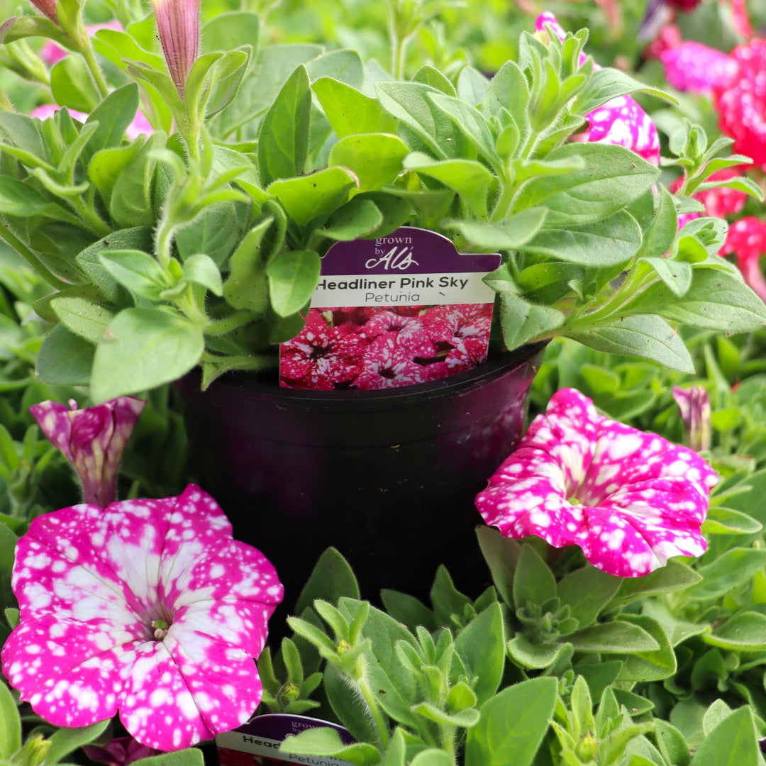 Petunia x 'KLEPH22684' Headliner™ Pink Sky Premium Petunia, Annual