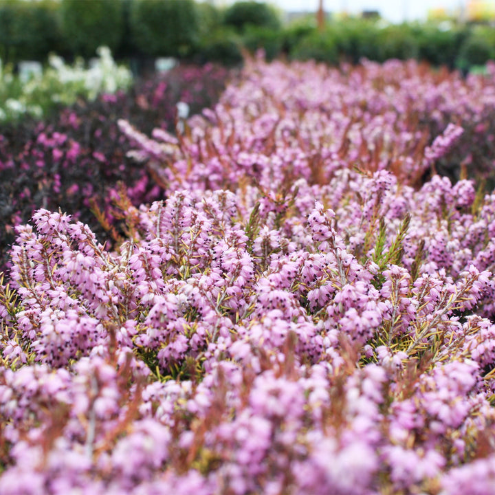Erica x darleyensis 'Mary Helen' Cape Heather, 1 Gallon Shrubs