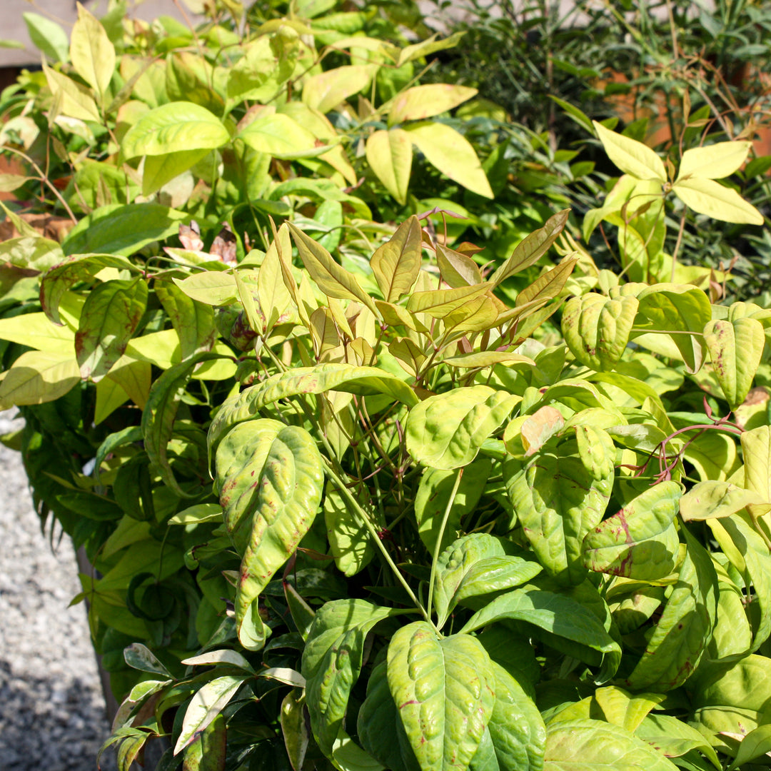 Al's Garden & Home 'Firepower' Heavenly Bamboo (Nandina domestica), 1 Gallon shrub