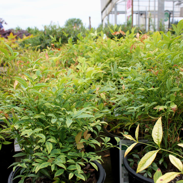 Nandina domestica 'Gulf Stream' Heavenly Bamboo, 1 Gallon Shrubs