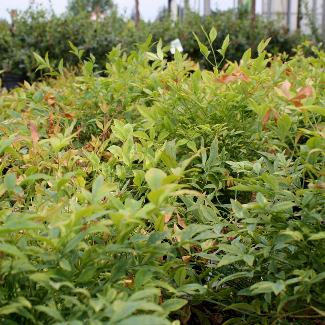 Nandina domestica 'Gulf Stream' Heavenly Bamboo, 1 Gallon Shrubs