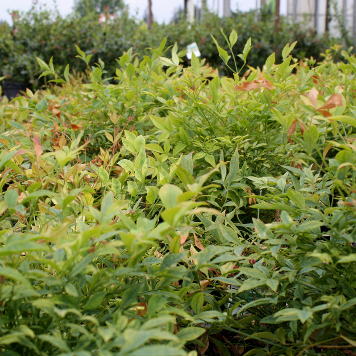 Nandina domestica 'Gulf Stream' Heavenly Bamboo, 1 Gallon Shrubs