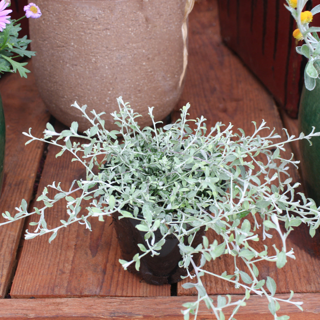 Helichrysum - 'Licorice Silver'