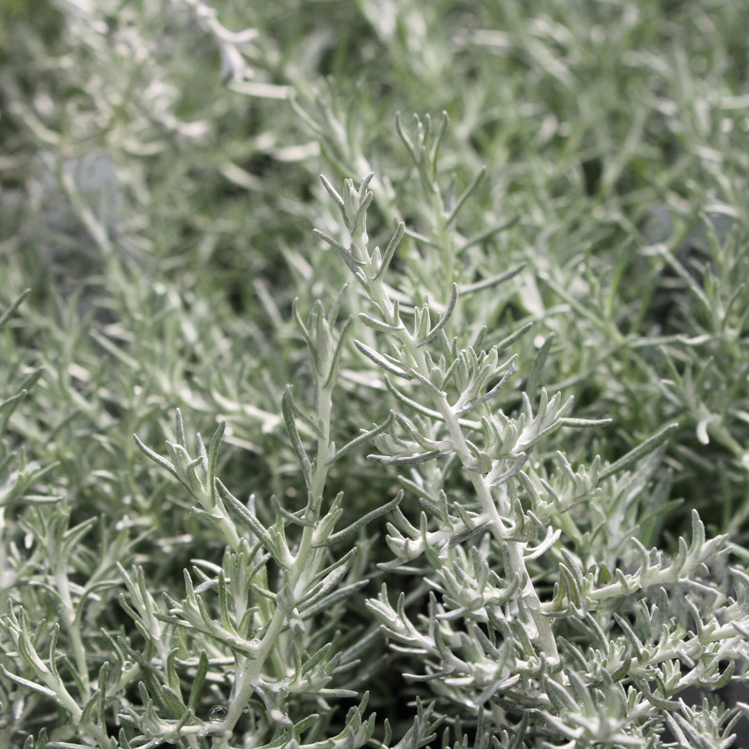 Al's Garden & Home 'Spring' Silver Stitch (Helichrysum italicum), 4 Inch annual