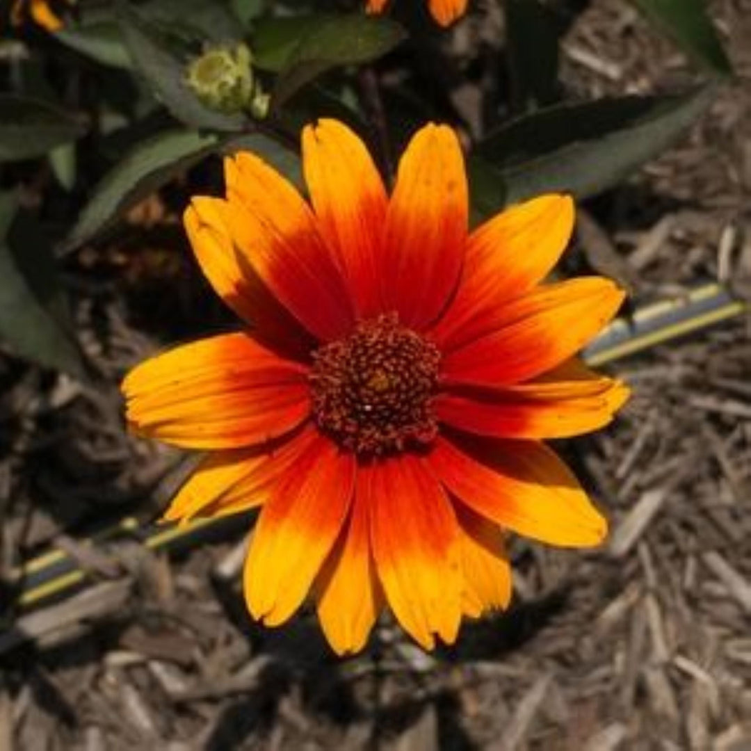 Heliopsis helianthoides 'Summer Eclipse' Oxeye Sunflower, 1 Gallon Perennials
