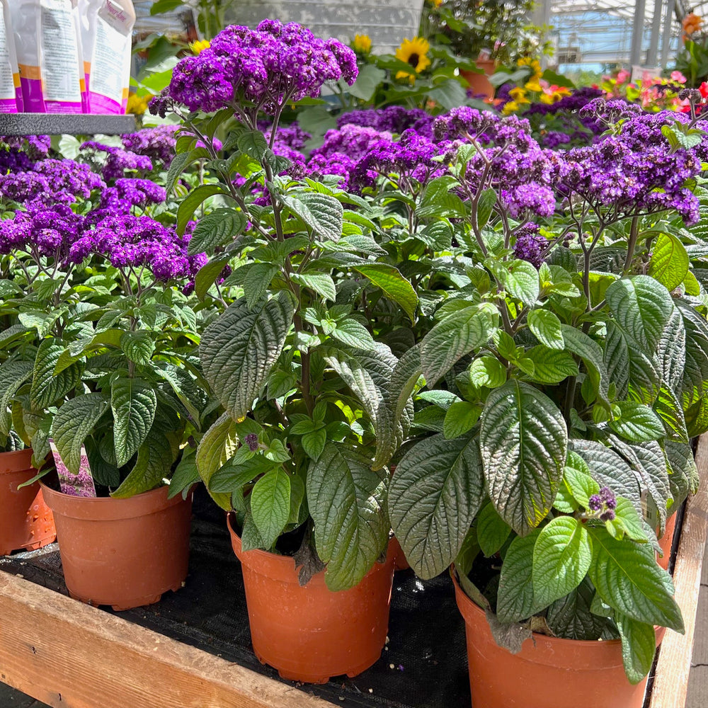 Heliotropium arborescens 'Fragrant Delight' Heliotrope, 6 Inch Annuals