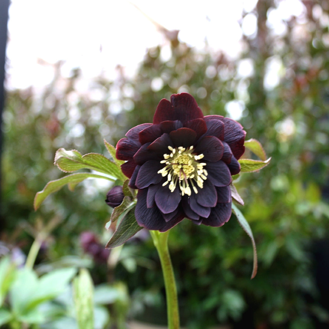 Helleborus x 'Winter Jewels Onyx Odyssey' Hellebore, 1 Gallon Perennials