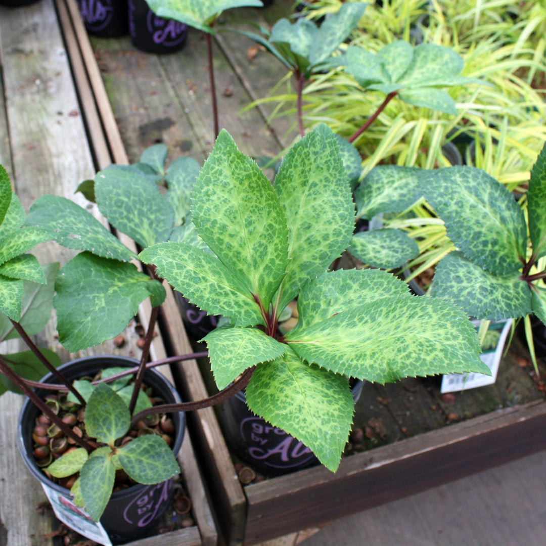 Helleborus x 'ABCRD02' PP24720 Hellebore, 1 Gallon Perennials