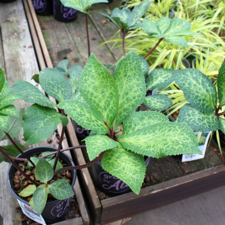 Helleborus x 'ABCRD02' PP24720 Hellebore, 1 Gallon Perennials