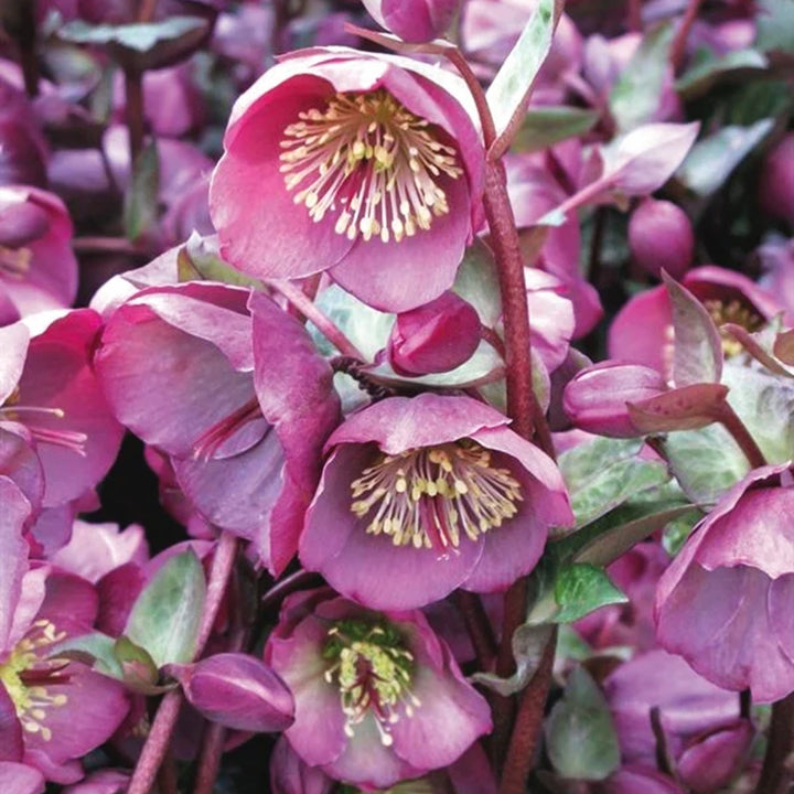 Helleborus x 'ABCRD01' PP24149 Hellebore, 1 Gallon Perennials