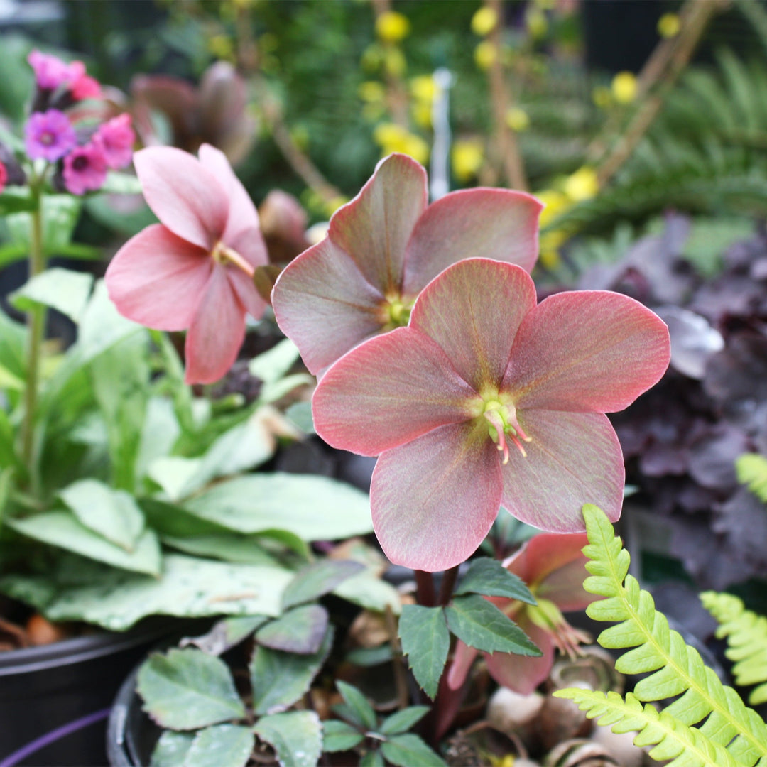 Helleborus x ballardiae 'COSEH 940' PP23772 Hellebore, 1 Gallon Perennials