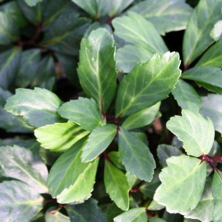 Helleborus niger 'HGC Jacob' PP17799 Hellebore, 1 Gallon Perennials