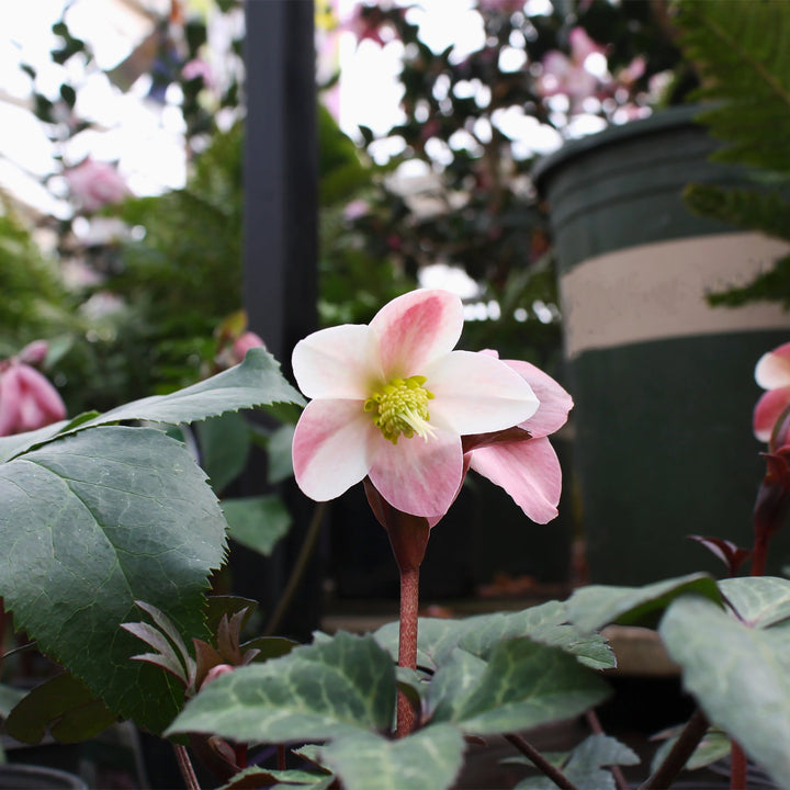 Helleborus x ballardiae 'COSEH 811' PP22350 Hellebore, 1 Gallon Perennials