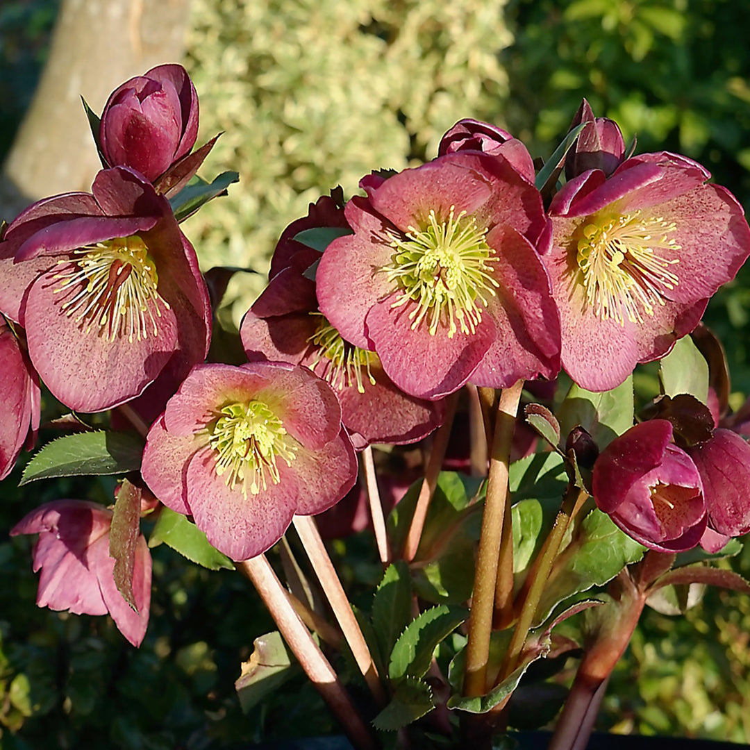 Helleborus x 'Winter Angels Charmer' Hellebore, 1 Gallon Perennials