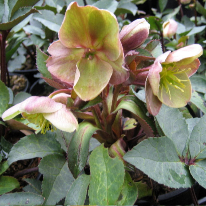 Helleborus x nigersmithii 'Ivory Prince' Hellebore, 1 Gallon Perennials