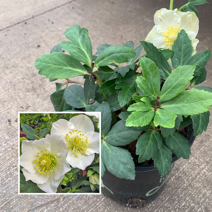 Helleborus niger 'HGC Josef Lemper' Hellebore, 1 Gallon Perennials