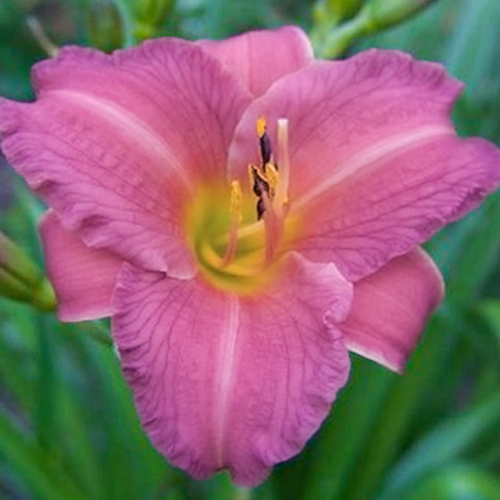 Al's Garden & Home 'Purple D'Oro' Daylily (Hemerocallis), 1 Gallon perennial