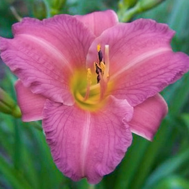 Hemerocallis 'Purple D'Oro' Daylily, 1 Gallon Perennials