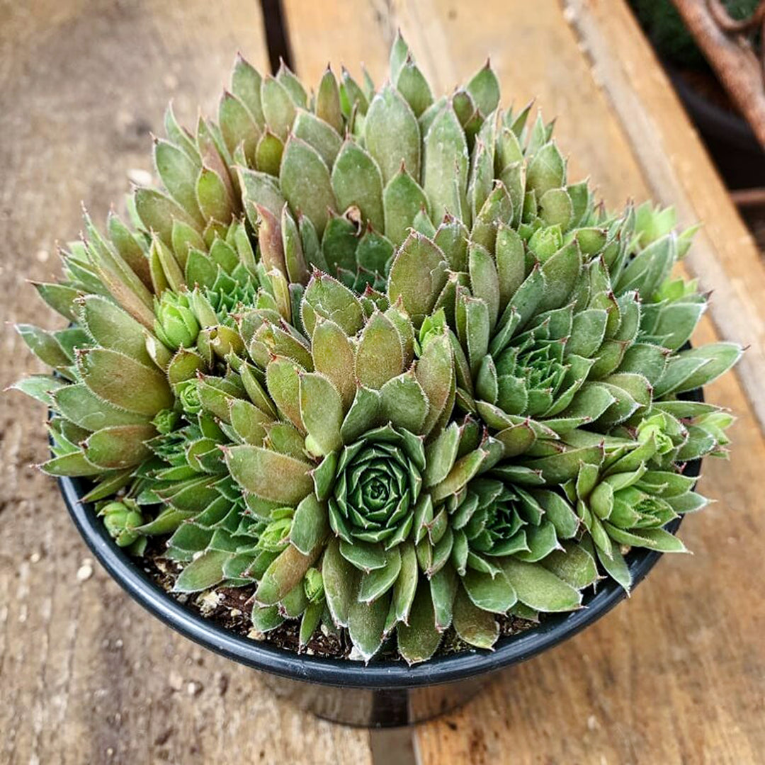 Al's Garden & Home 'Kalinda' Hens & Chicks (Sempervivum), 5 Inch perennial