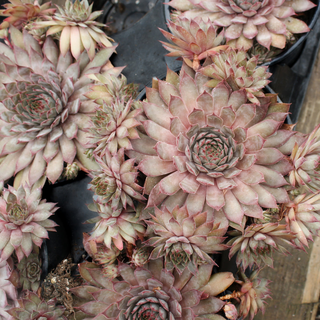 Al's Garden & Home 'Red Beauty' Hens & Chicks (Sempervivum), 5 Inch perennial