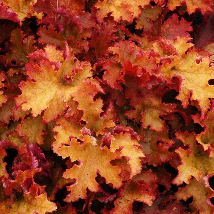 Heuchera 'Zipper' PP25428 Coral Bells, 1 Gallon Perennials