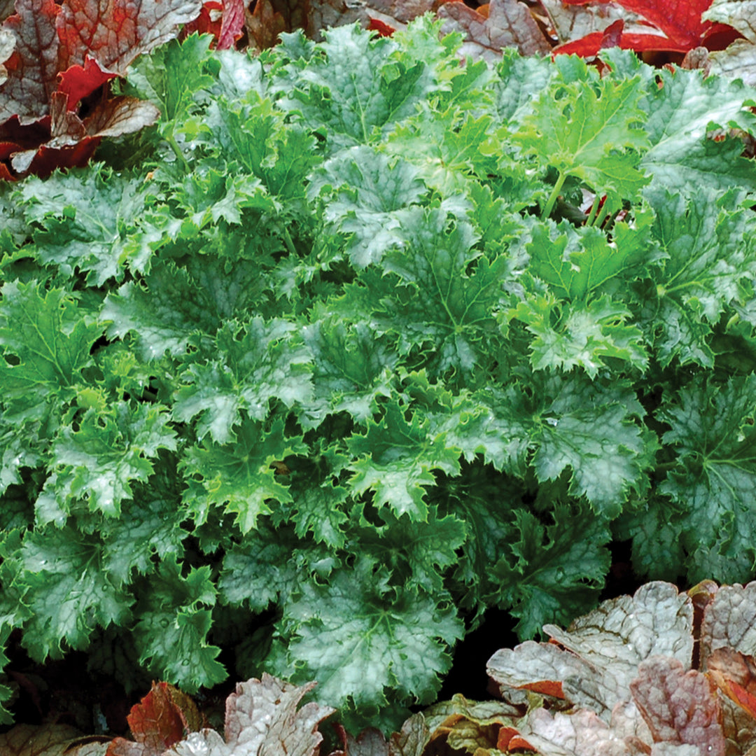 Al's Garden & Home 'Apple Crisp' Coral Bells (Heuchera), 3 Inch perennial