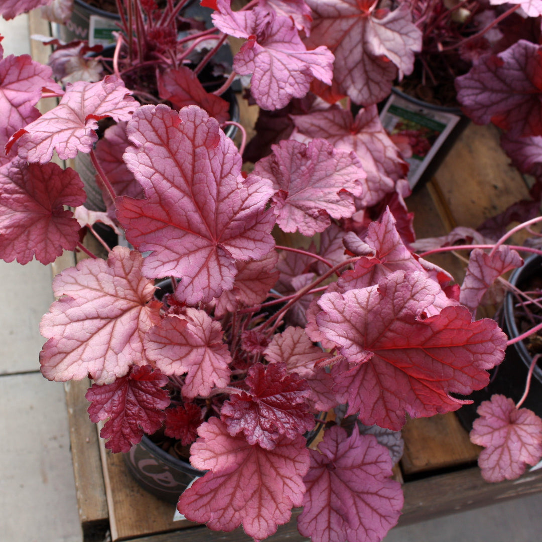 Heuchera 'Berry Smoothie' PP21871 Coral Bells, 1 Gallon Perennials