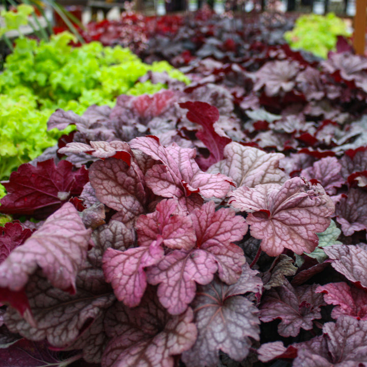 Al's Garden & Home 'Berry Smoothie' Coral Bells (Heuchera), 1 Gallon perennial