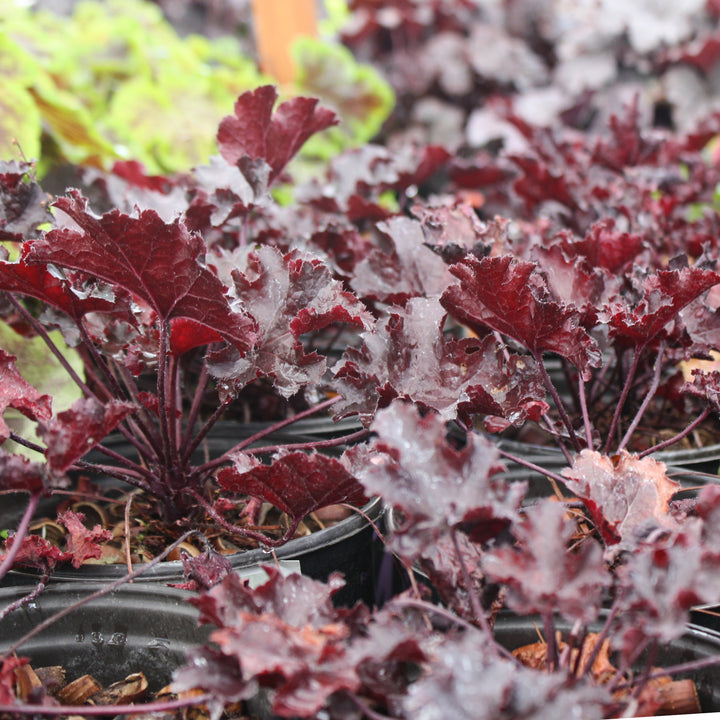 Al's Garden & Home 'Black Beauty' Coral Bells (Heuchera), 1 Gallon perennial