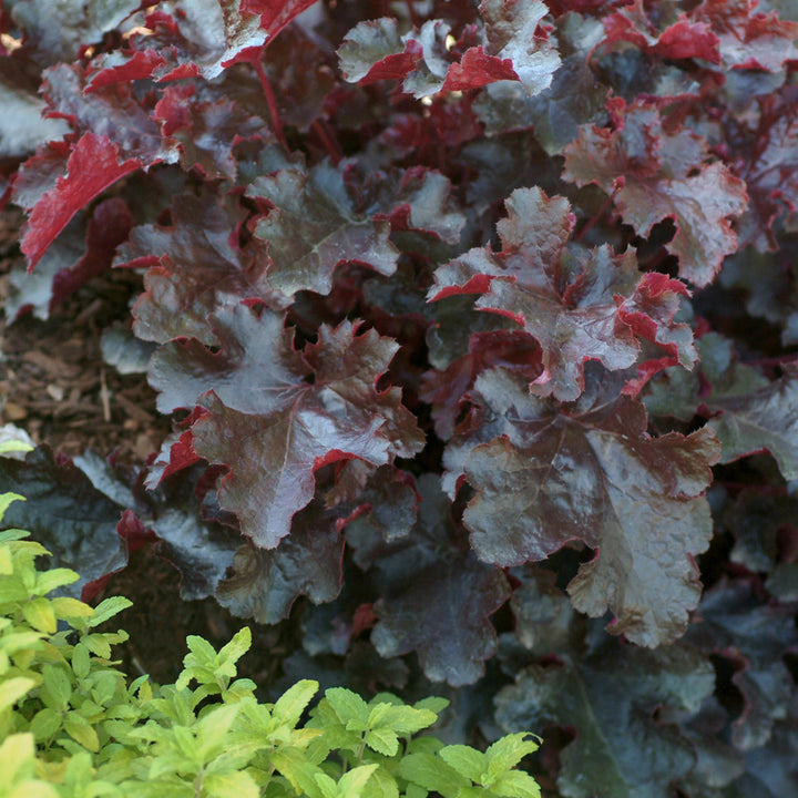 Heuchera 'Black Beauty' PP13288 Coral Bells, 1 Gallon Perennials