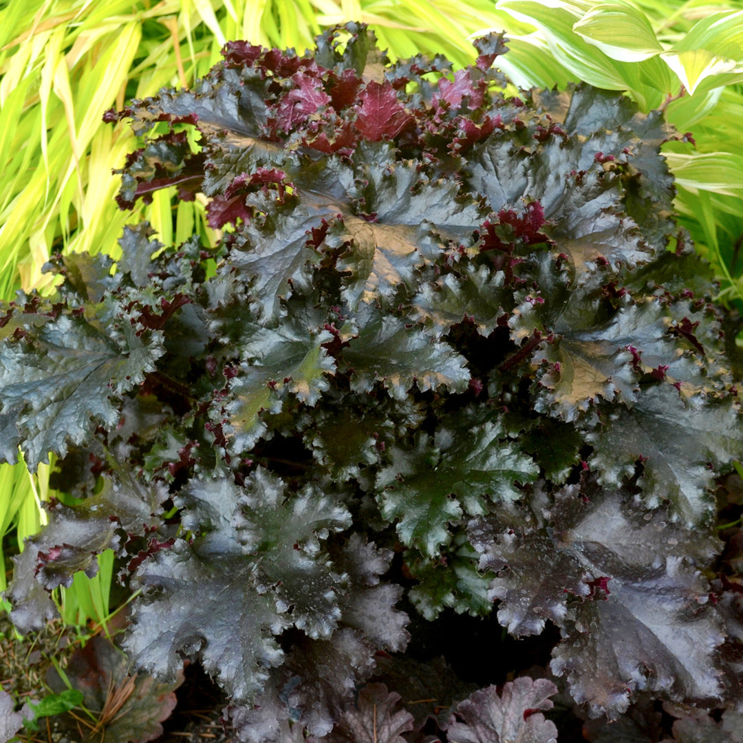 Heuchera 'Black Taffeta' PP26162 Coral Bells, 1 Gallon Perennials